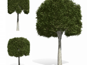 topiary tree 5s 3D 모델