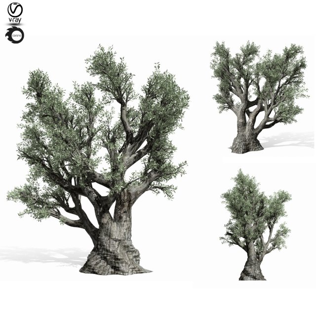 olive tree 220 3D Модель .c4d .max .obj .3ds .fbx .stl .blend 