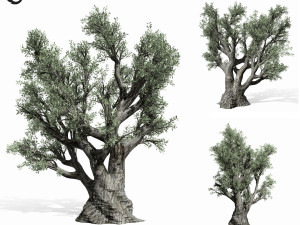 olive tree 220 3D Model