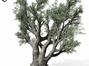 olive tree 220 3D Модель