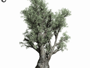 olive tree 220 3D Модель
