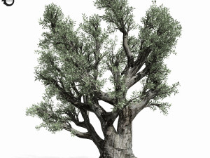 olive tree 220 3D Модель