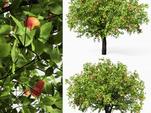 macieira 6s Modelo 3D