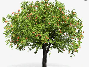apple tree 6s 3D Model