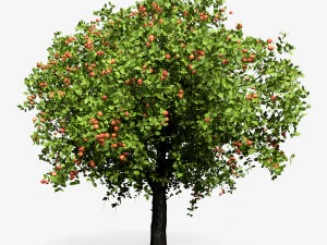apple tree 6s 3D Model