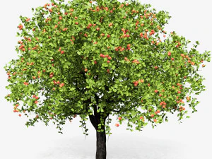 apple tree 6s 3D Model