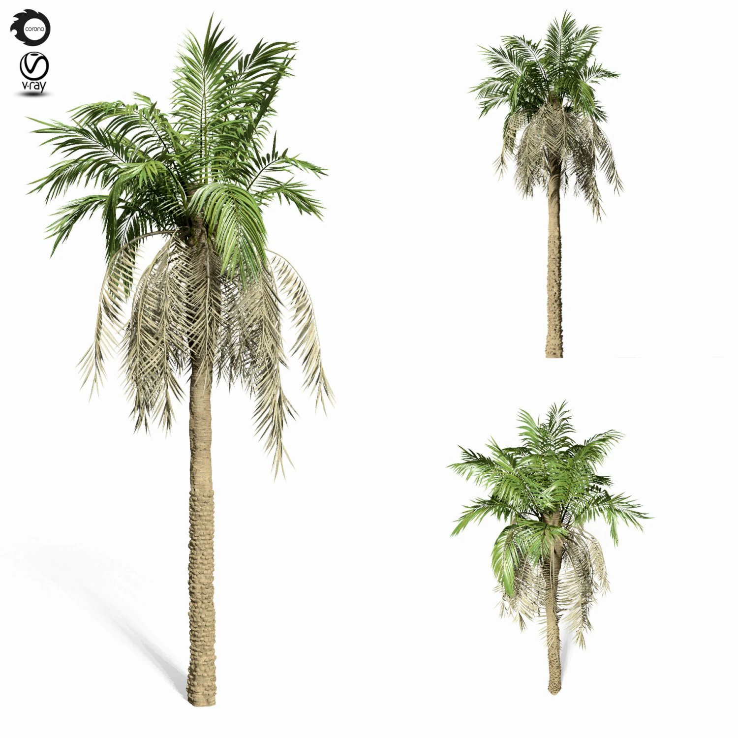 palm tree 8s 3D Model .c4d .max .obj .3ds .fbx .stl .blend 
