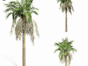 palm tree 8s 3D Model
