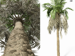 palm tree 8s 3D मॉडल