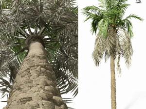 palm tree 8s 3D Model