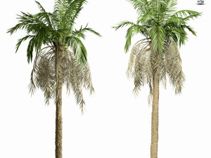 palm tree 8s 3D मॉडल