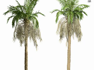 palm tree 8s 3D Model