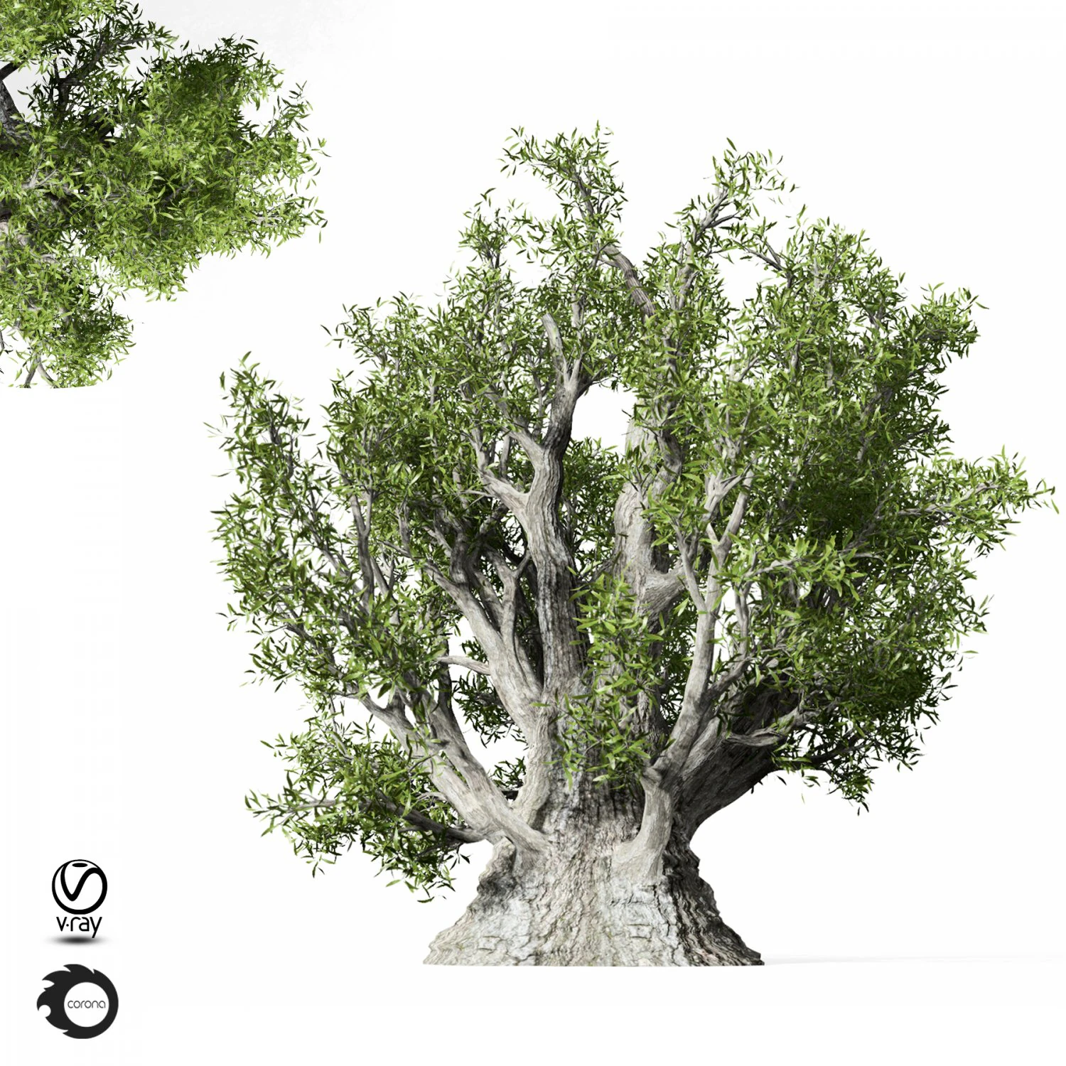 olive tree 330 3D Model .c4d .max .obj .3ds .fbx .stl .blend 