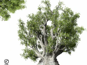 oliveira 330 Modelo 3D