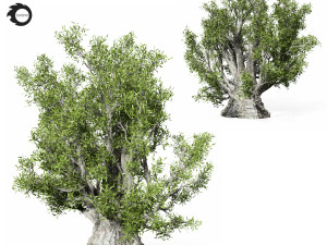 olive tree 330 3D 모델