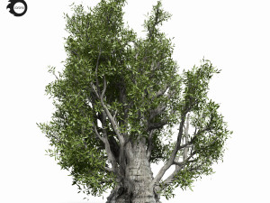 olive tree 330 3D 모델