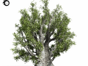 olive tree 330 3D 모델
