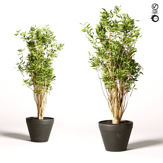 artificial olive malabar 3D Модель .c4d .max .obj .3ds .fbx .stl .blend