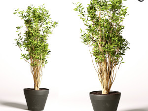 artificial olive malabar 3D Model