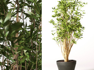 artificial olive malabar 3D Модель