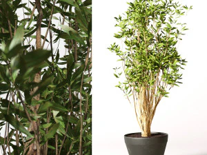 artificial olive malabar 3D Model