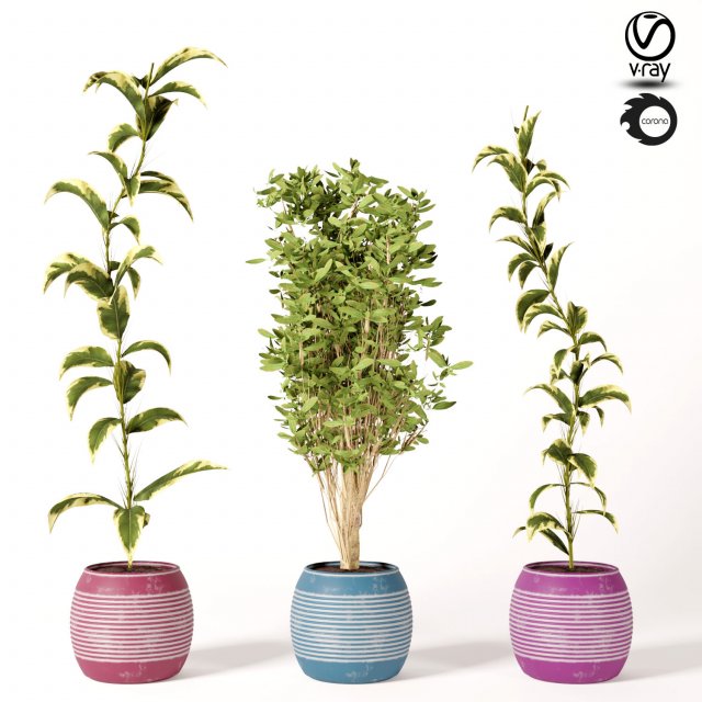 indoor plant set s01 Model 3D .c4d .max .obj .3ds .fbx .stl .blend 