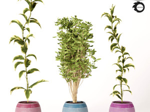 indoor plant set s01 3D Model