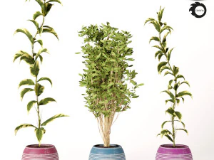conjunto de plantas de interior s01 Modelo 3D