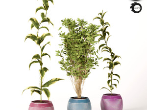 indoor plant set s01 Model 3D