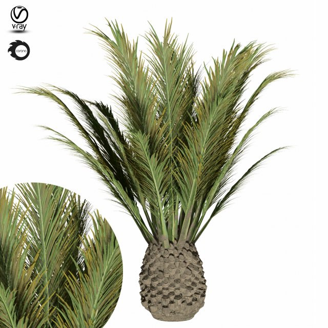 palm tree-s02 3D Model .c4d .max .obj .3ds .fbx .stl .blend 