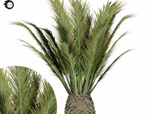 palm tree-s02 3D Model
