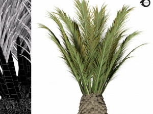 palm tree-s02 3D Model