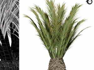 palm tree-s02 3D Model
