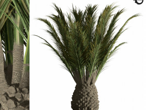 palm tree-s02 3D Model