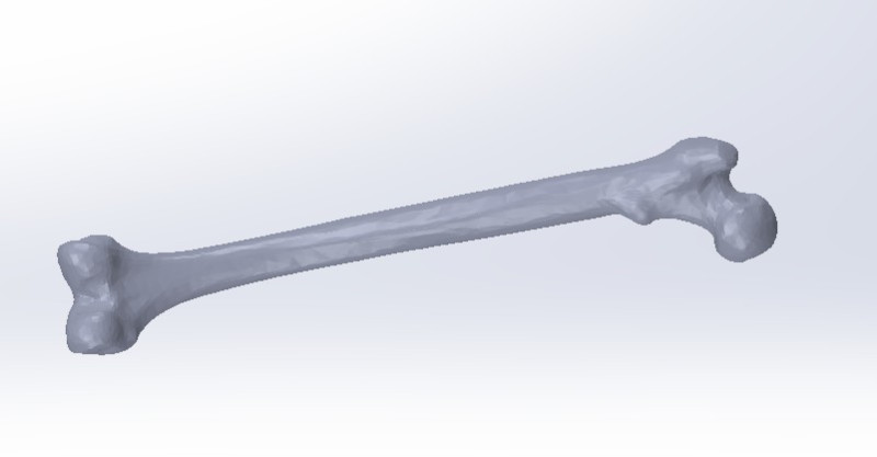 Femure Bone 3D Model .c4d .max .obj .3ds .fbx .stl .blend 