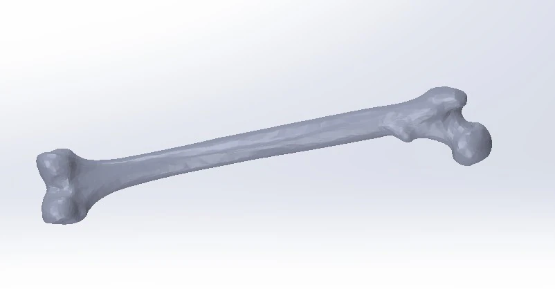 Femure Bone 3D Model .c4d .max .obj .3ds .fbx .stl .blend
