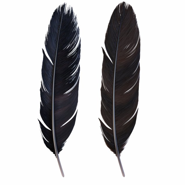 Crow Feather 3D Model .c4d .max .obj .3ds .fbx .stl .blend 