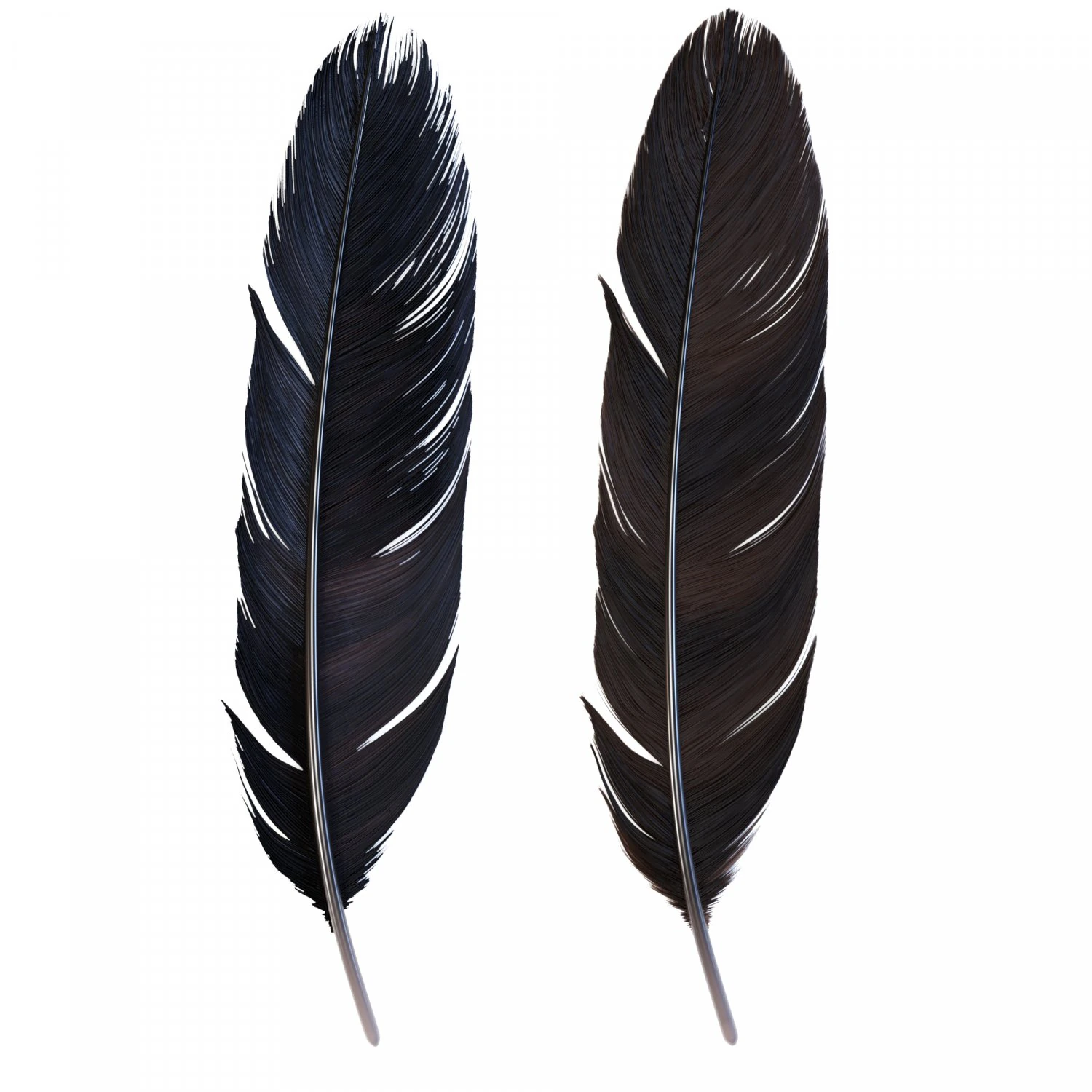 Crow Feather 3D Model .c4d .max .obj .3ds .fbx .stl .blend 