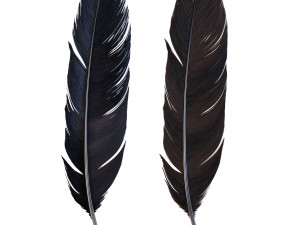 Crow Feather 3D Model