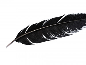 Crow Feather 3D Model