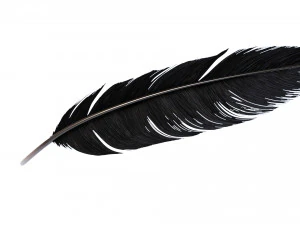 Crow Feather 3D Model