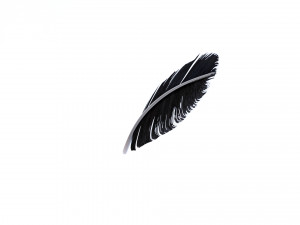 Crow Feather 3D Model