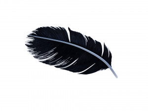 Crow Feather 3D Model