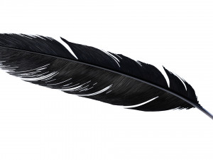 Crow Feather 3D Model
