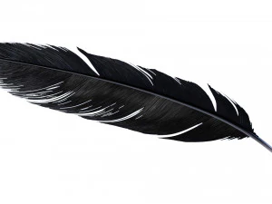 Crow Feather 3D Model