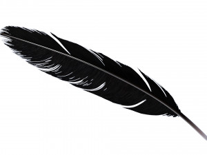 Crow Feather 3D Model
