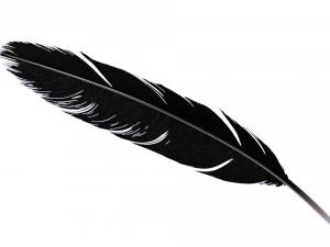 Crow Feather 3D Model