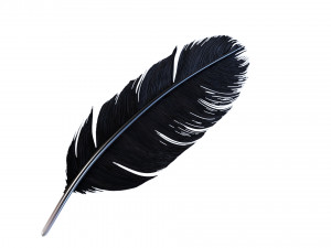 Crow Feather 3D Model