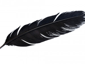 Crow Feather 3D Model