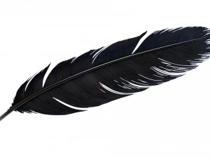 Crow Feather 3D Model